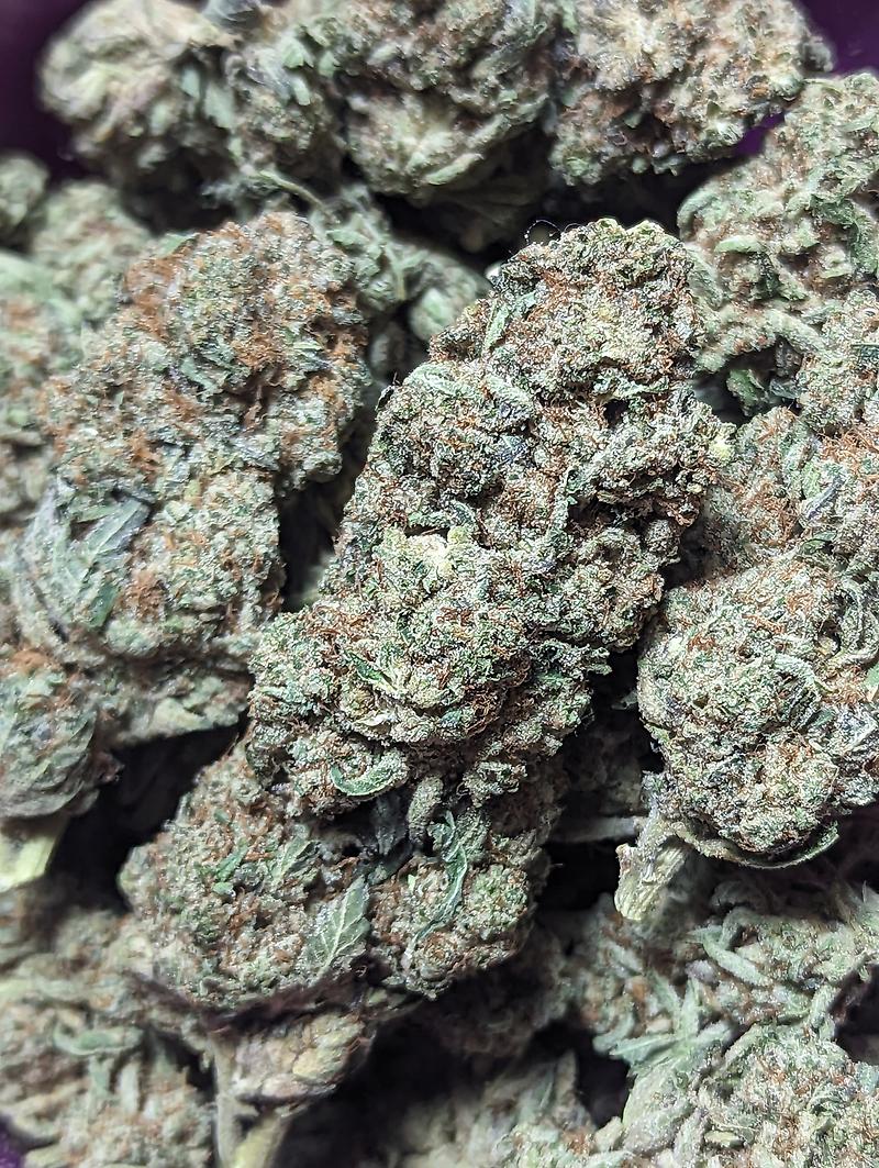 MANNY STARDAWG ⭐🐶