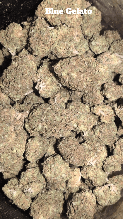 Cali Mids - Loose Import 🇺🇸