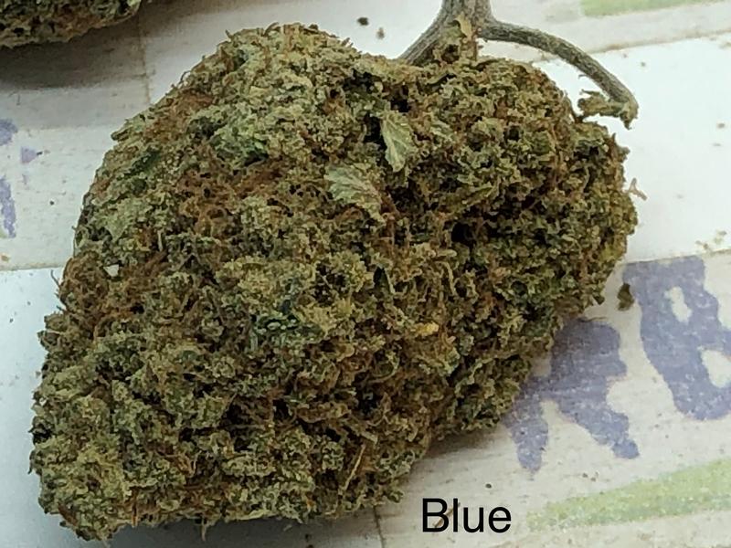 Blue Cheese A+