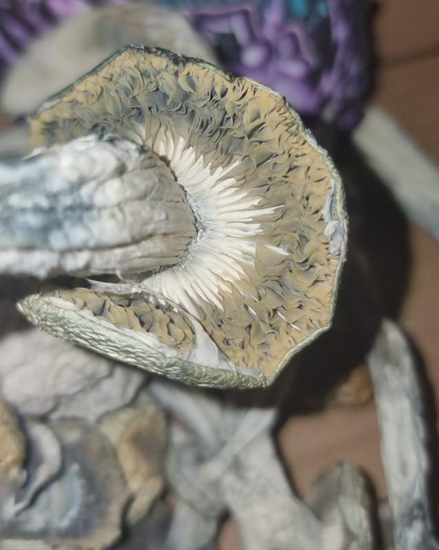 Hell Hound Mushrooms