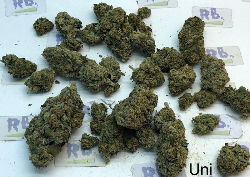 Blunicorn Free NDD Shipping