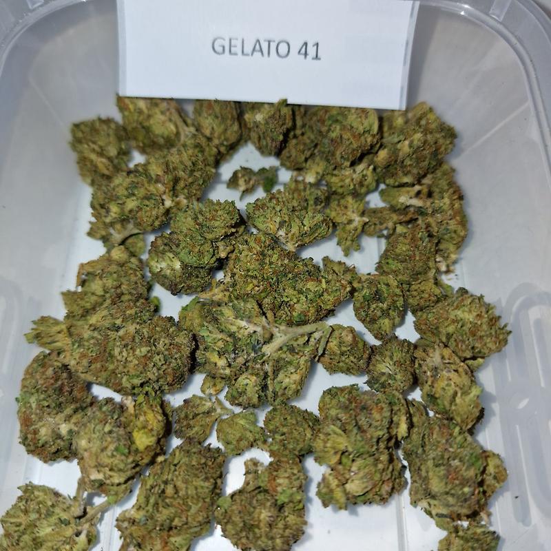 Gelato 41