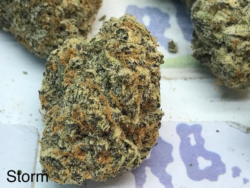 Tropical Storm Mid Shelf Cali