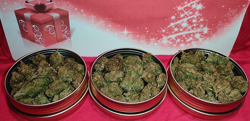 'Papaya' *Greenhouse grown* Budget Bud