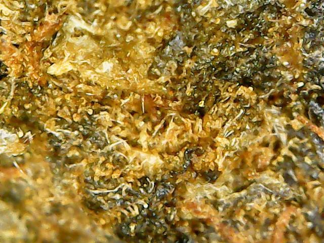 Disciple Grade: Sweet Fruity and Resinous Jamaican Sess