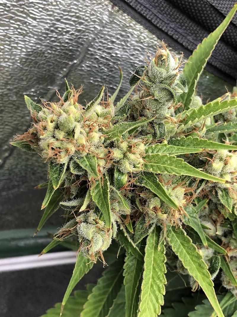 Blue Kush (Blueberry x OG Kush)