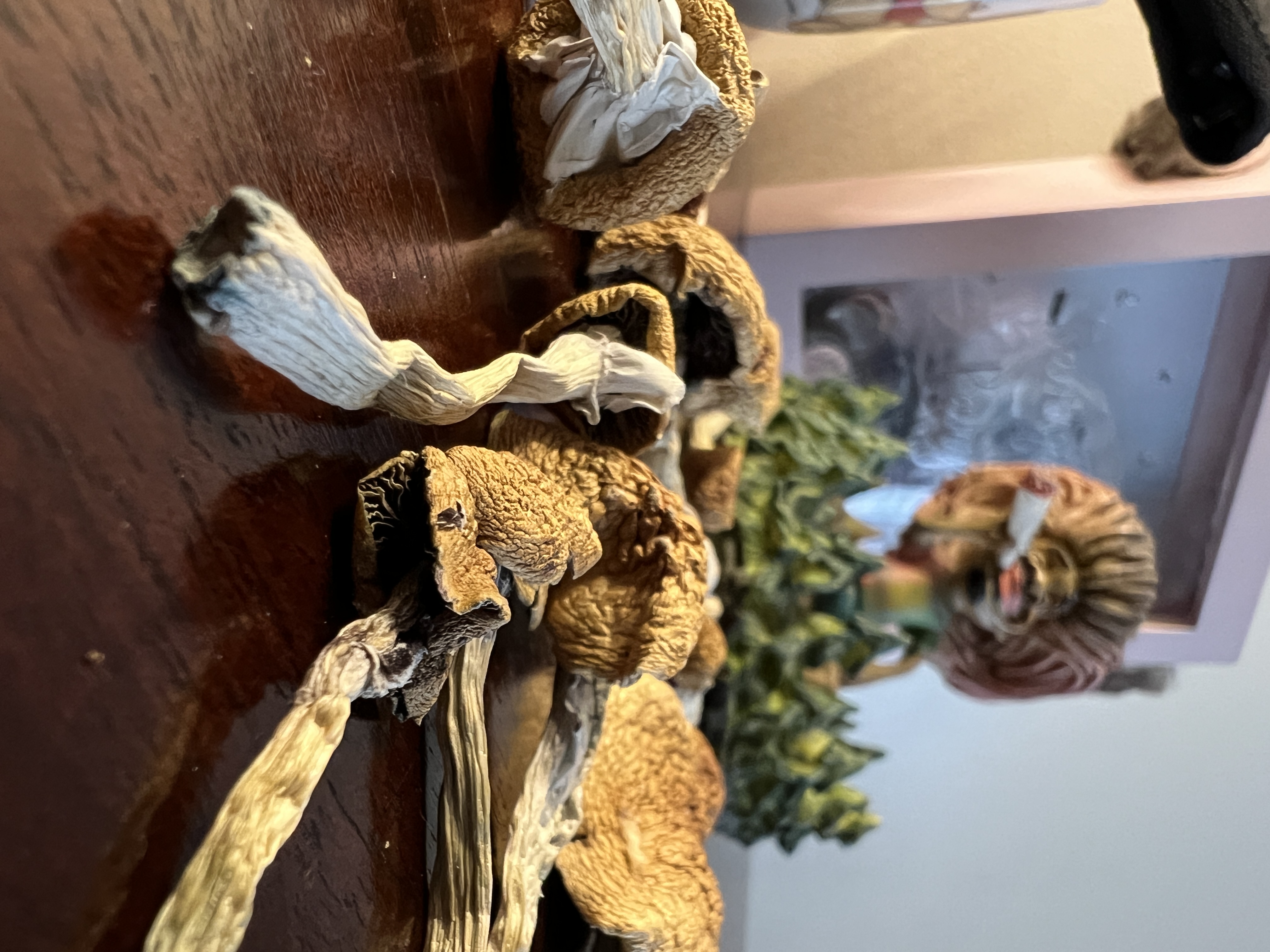 Magic Mushrooms: Stargazer