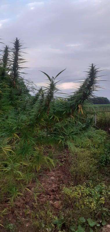 Robinson's hilltop Grow Shop }  Seeds