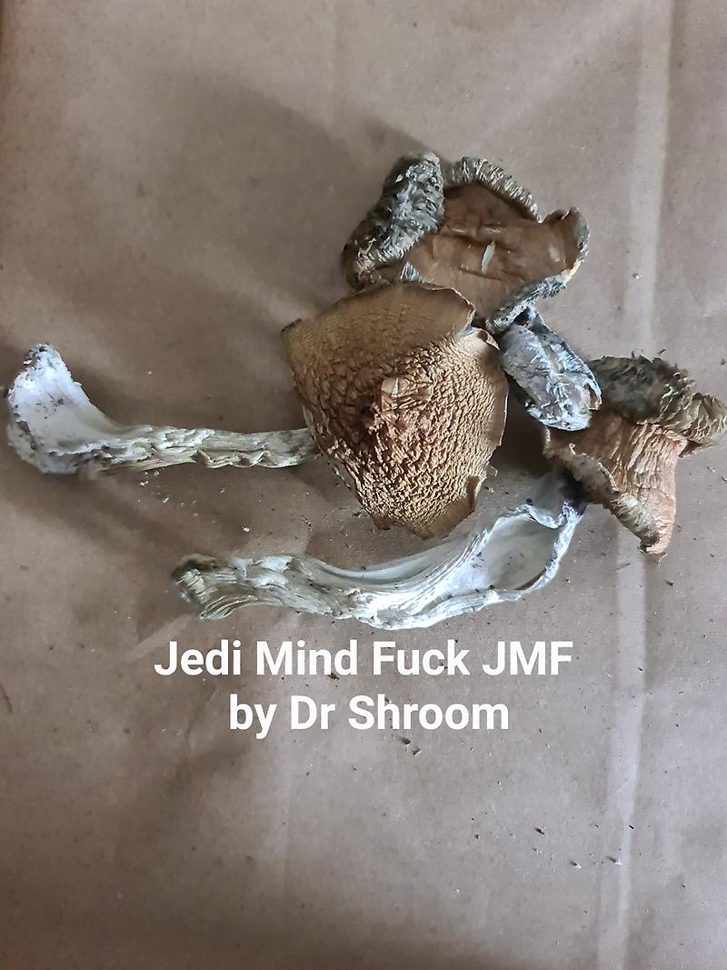 Jedi Mind Fuck JMF mushrooms