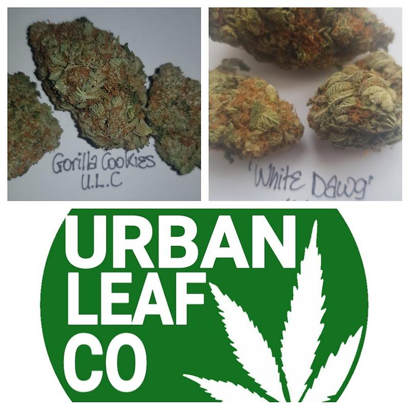 **2 STRAIN VARIETY PACK - (FREE RM 1ST CLASS)**