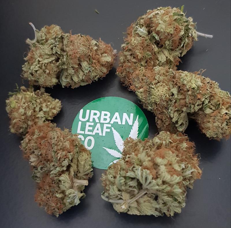 **CRITICAL JACK - (FREE RM 1ST CLASS DISPATCH)**