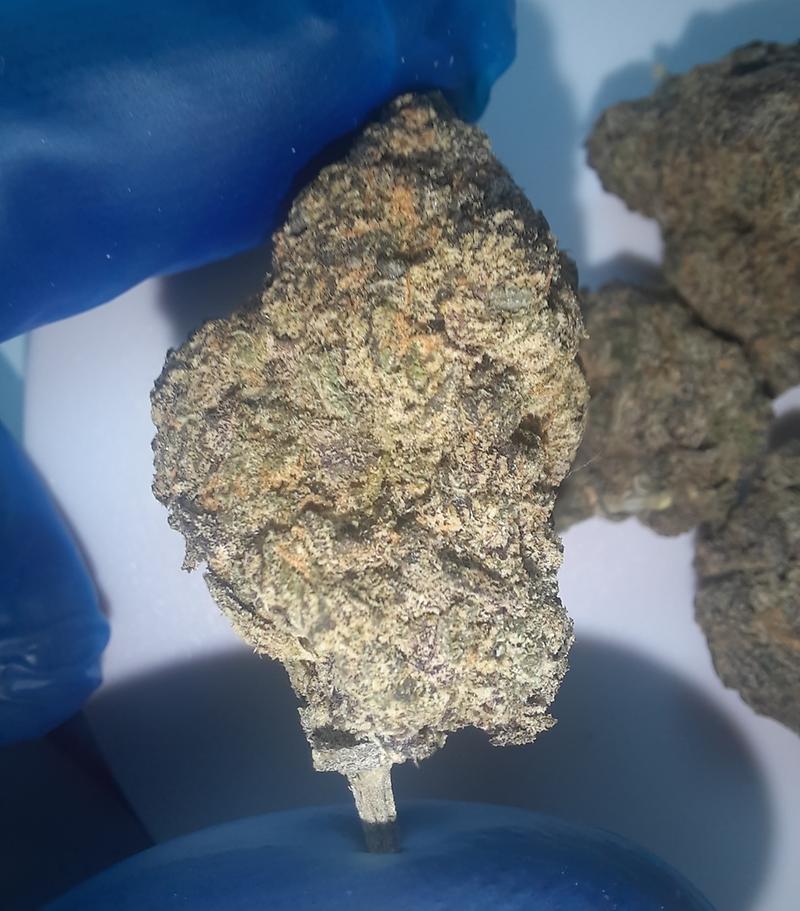 GELATTI - 50/50 HYBRID - FREE TRACKED 24