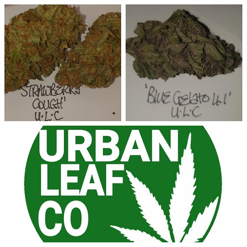 **2 STRAIN VARIETY PACK - (FREE RM 1ST CLASS) SC BG**