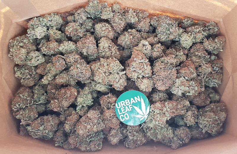 **CRITICAL JACK - (FREE RM 1ST CLASS DISPATCH)**