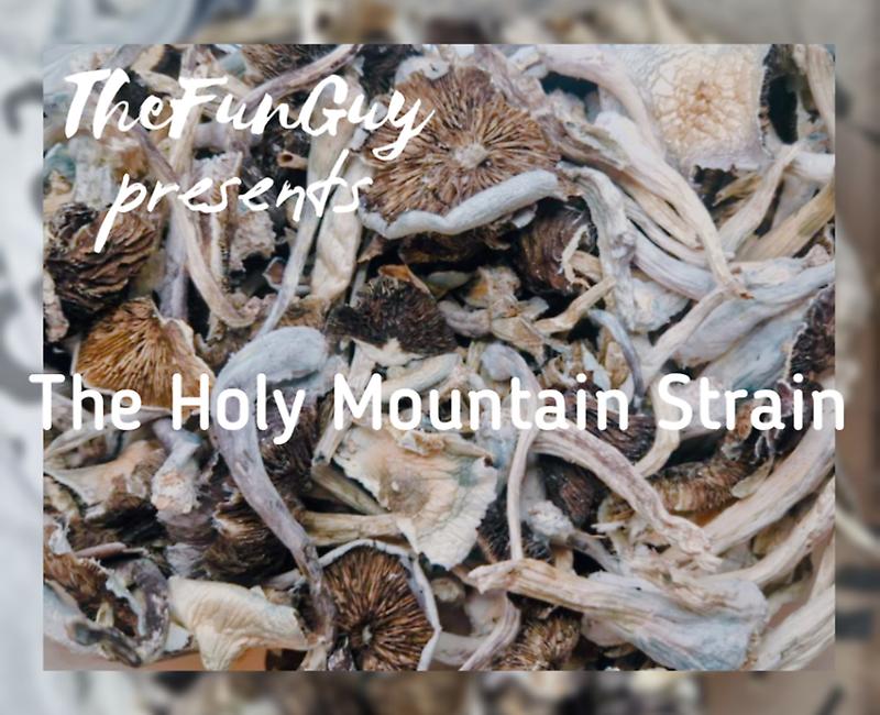 Holy Mountain Cubensis