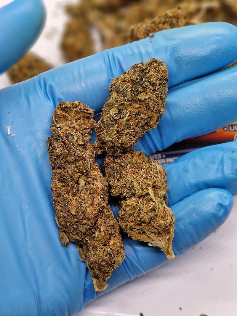 Hemp Lady’s Liberty Haze. Well Cured Cheap Flower