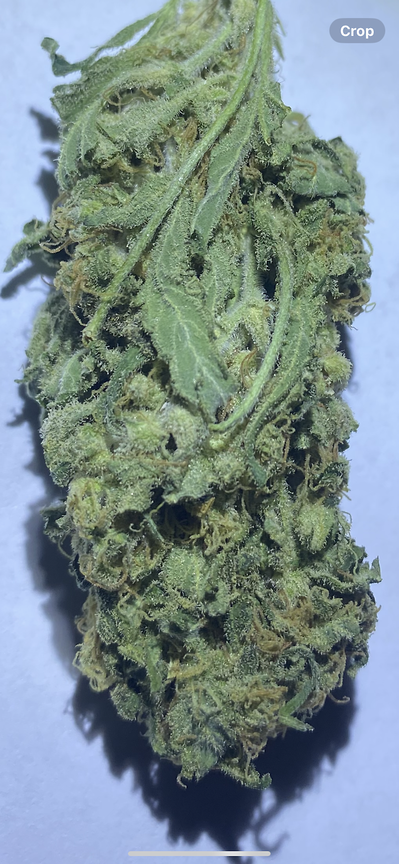 Grade B Super Lemon Haze