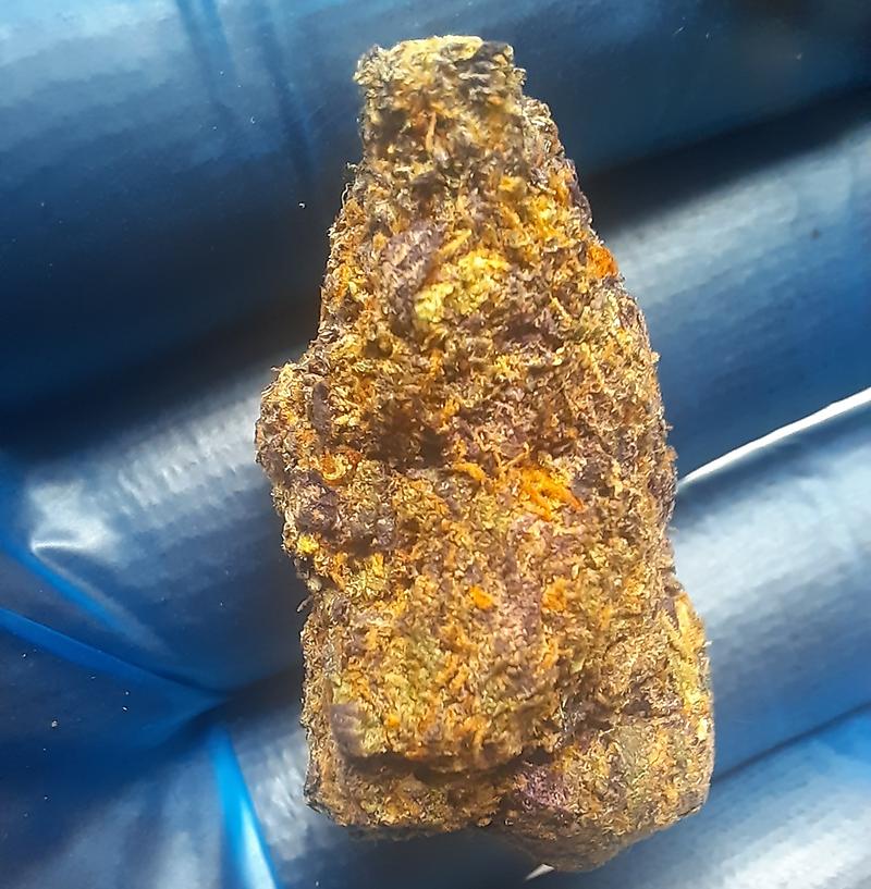 GELATTI - 50/50 HYBRID - FREE TRACKED 24