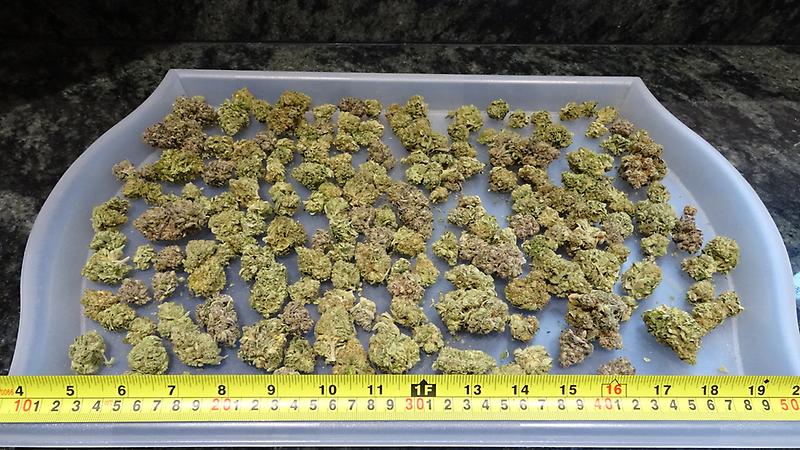 Bulldog's Gorilla Zkittlez