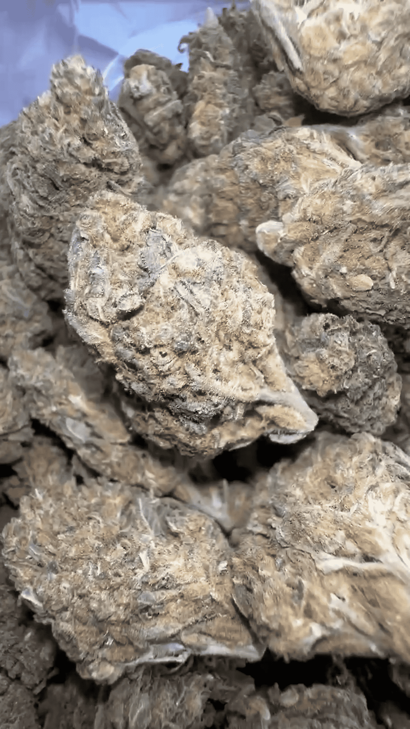 Best Cali Lows - Shipped From US