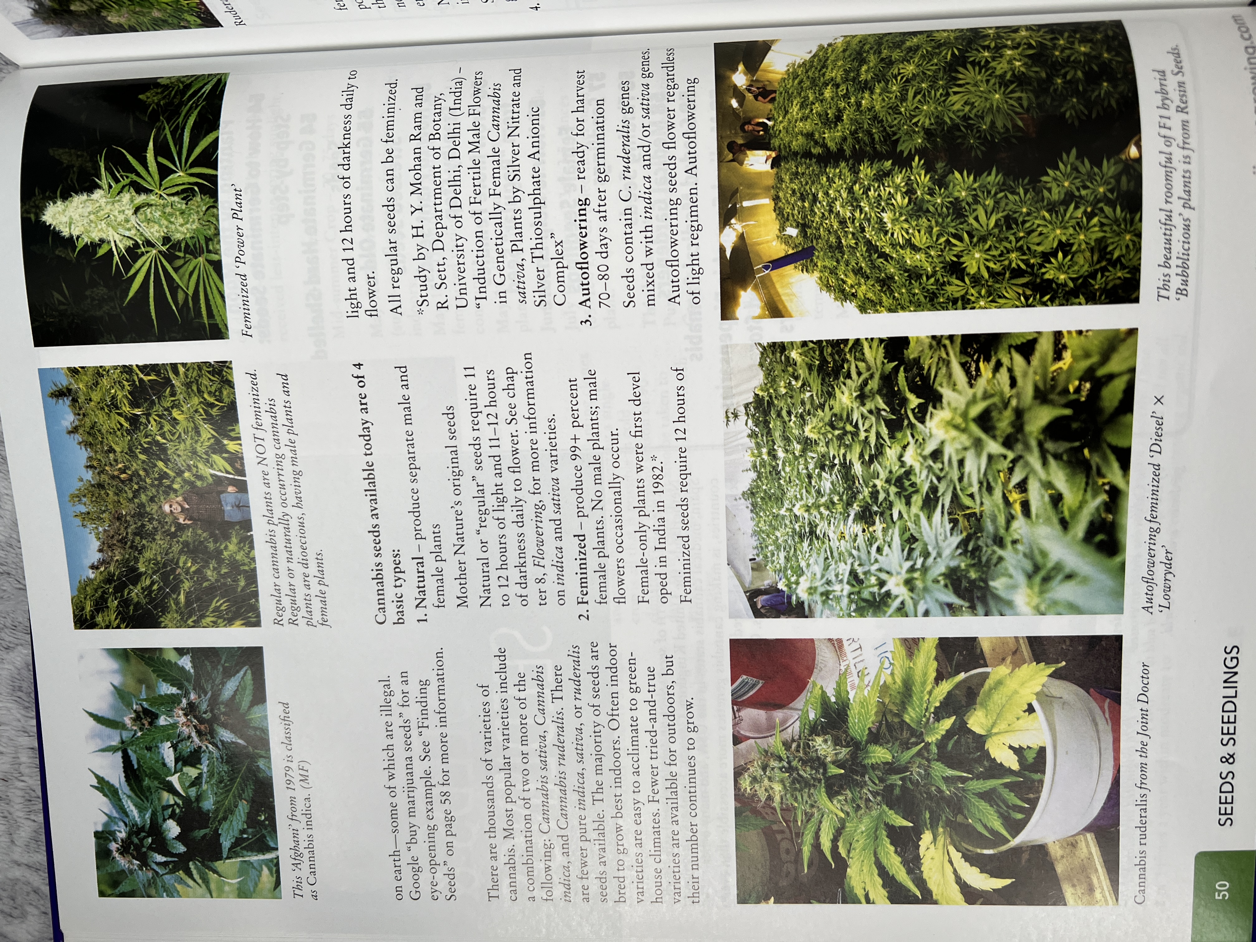 The Cannabis Encyclopaedia by J.C