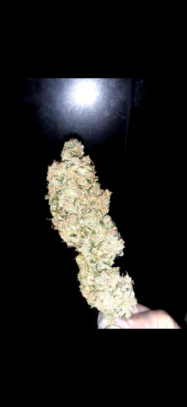 AMAZING HAZE by amsterdam genetics