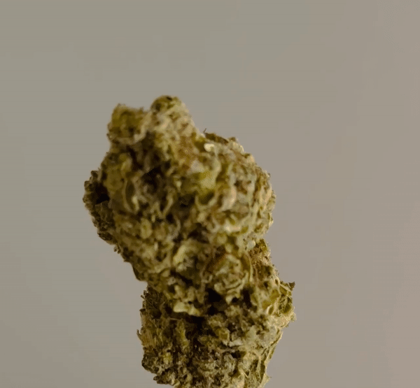 RUNTZ (BUDGET U.K. ORGANIC BUD)