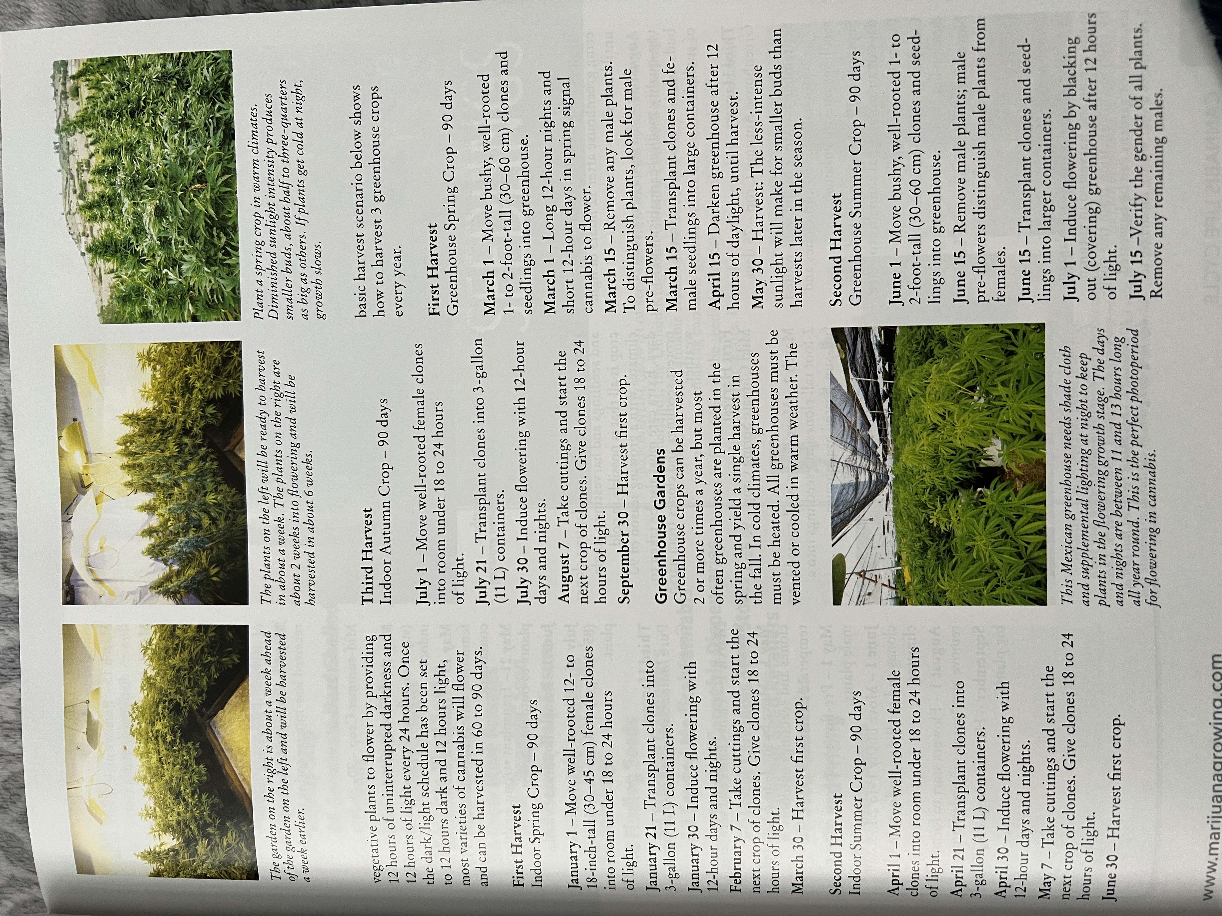 The Cannabis Encyclopaedia by J.C