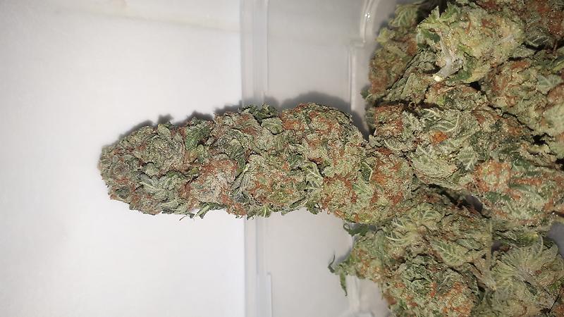 Mimosa (w/ Free 1st Class)