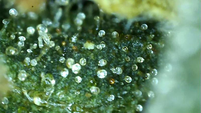 Wedding Cake (Cherry Pie x GSC x OG Kush)