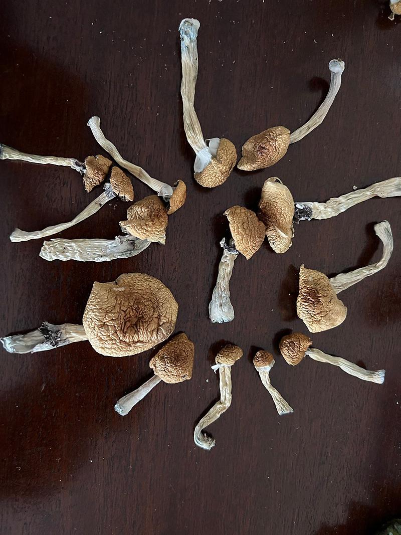 Magic Mushrooms: Stargazer