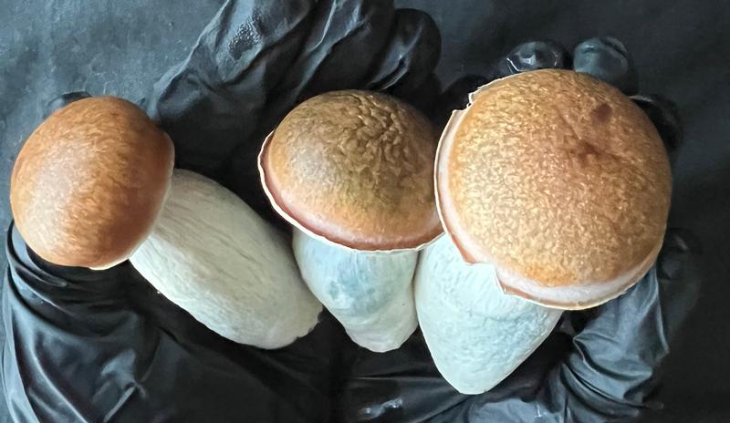 Magic Mushrooms: Melmac 116