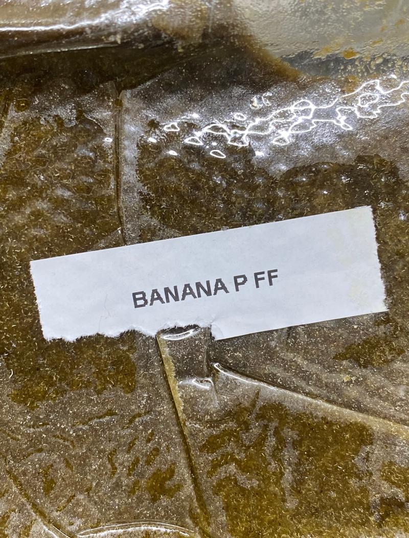 Banana Pie Whole Plant Fresh 🍌