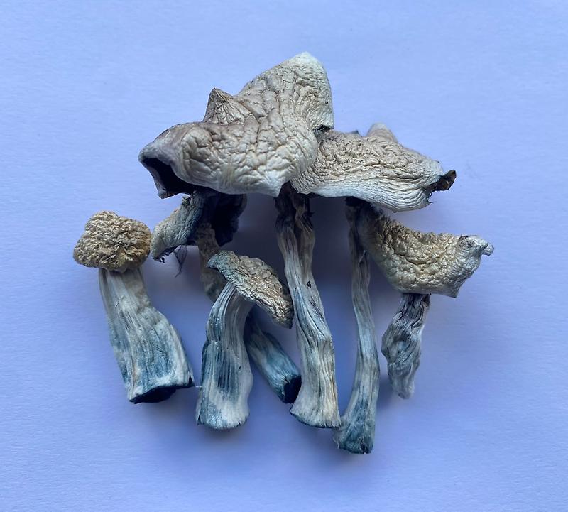 Treasure Coast Magic Mushrooms