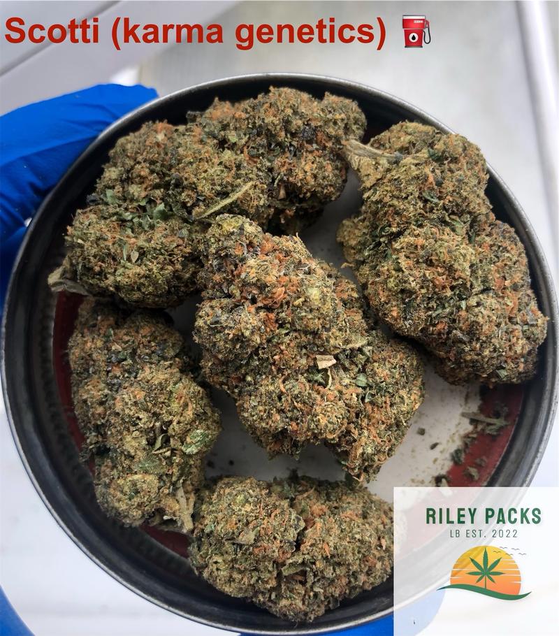 Cherry sherbet (Sunset Sherbet x Cherry cookies BX1)