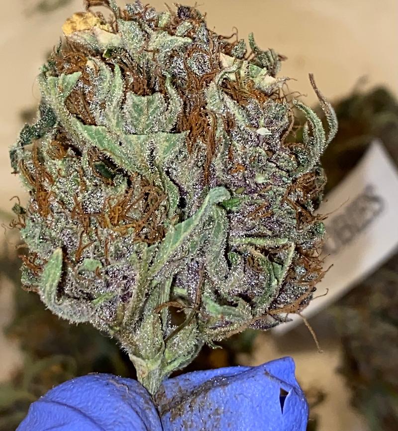 Barney's Farm RUNTZ - ORGANIC