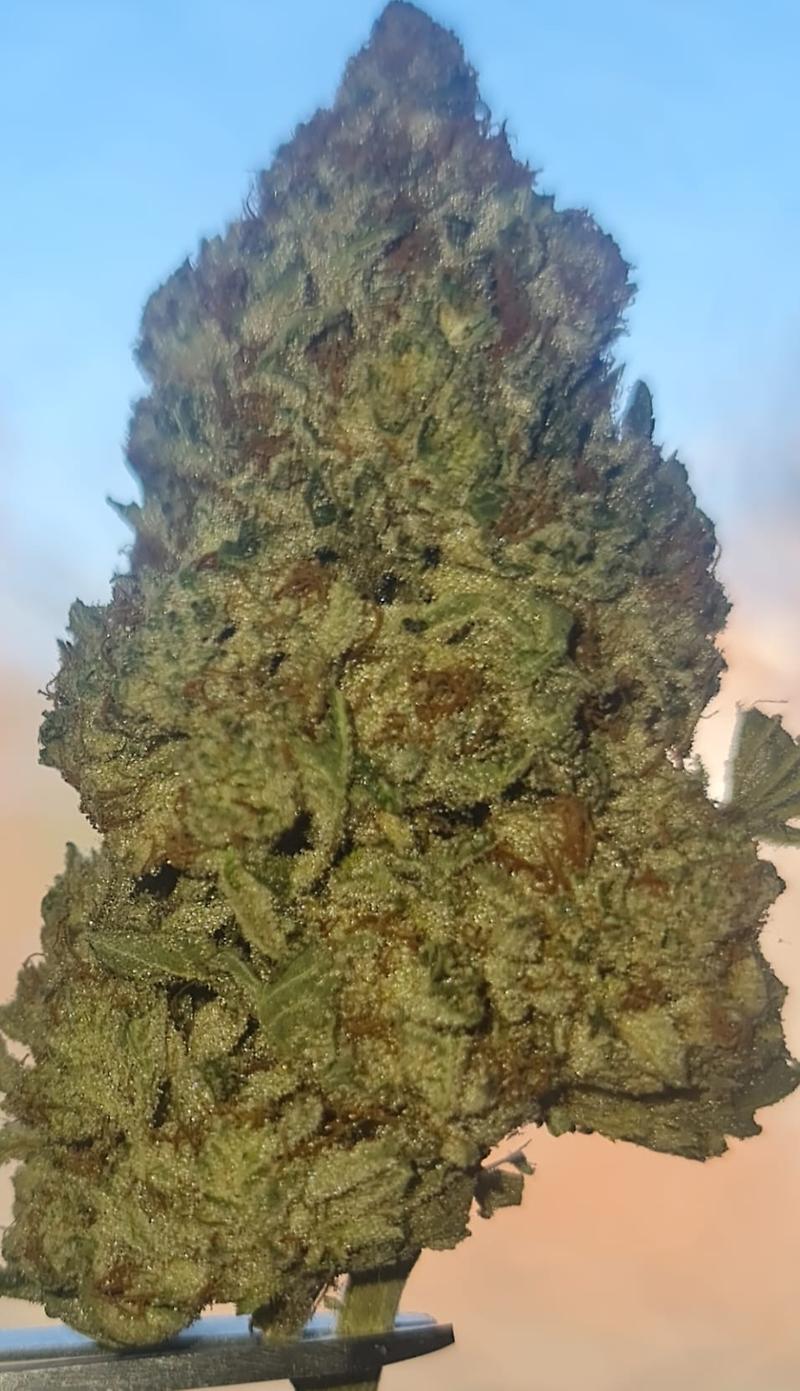 **WHITE DAWG - (FREE RM 1ST CLASS DISPATCH)**