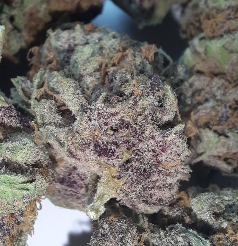 **PURPLE DAWG - (FREE RM 1ST CLASS)**