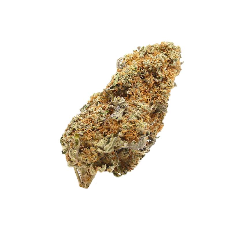 Divine Grade: Gorgeous Stardawg!