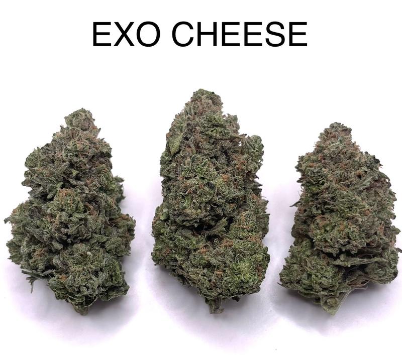 EXODUS CHEESE
