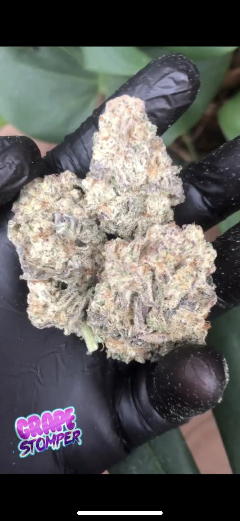 GRAPE STOMPER