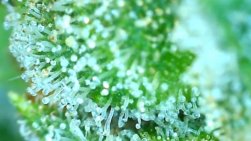 Blue Kush (Blueberry x OG Kush)