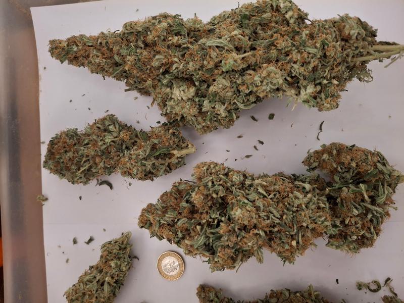 Delicious Strong Super Lemon Haze