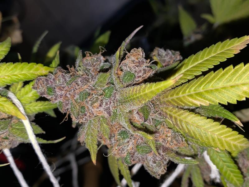 MoonBow. Clones/Cutting