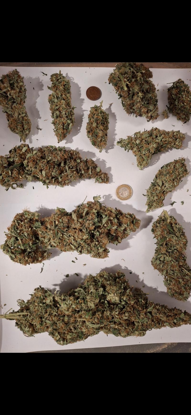 Delicious Strong Super Lemon Haze