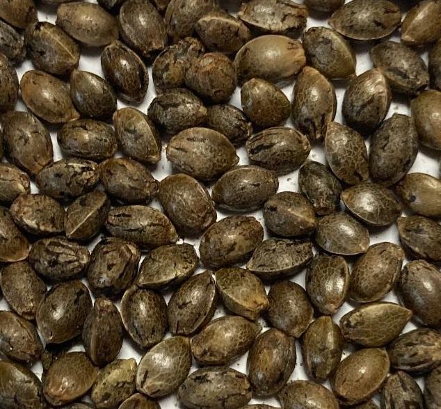 Robinson's hilltop Grow Shop }  Seeds