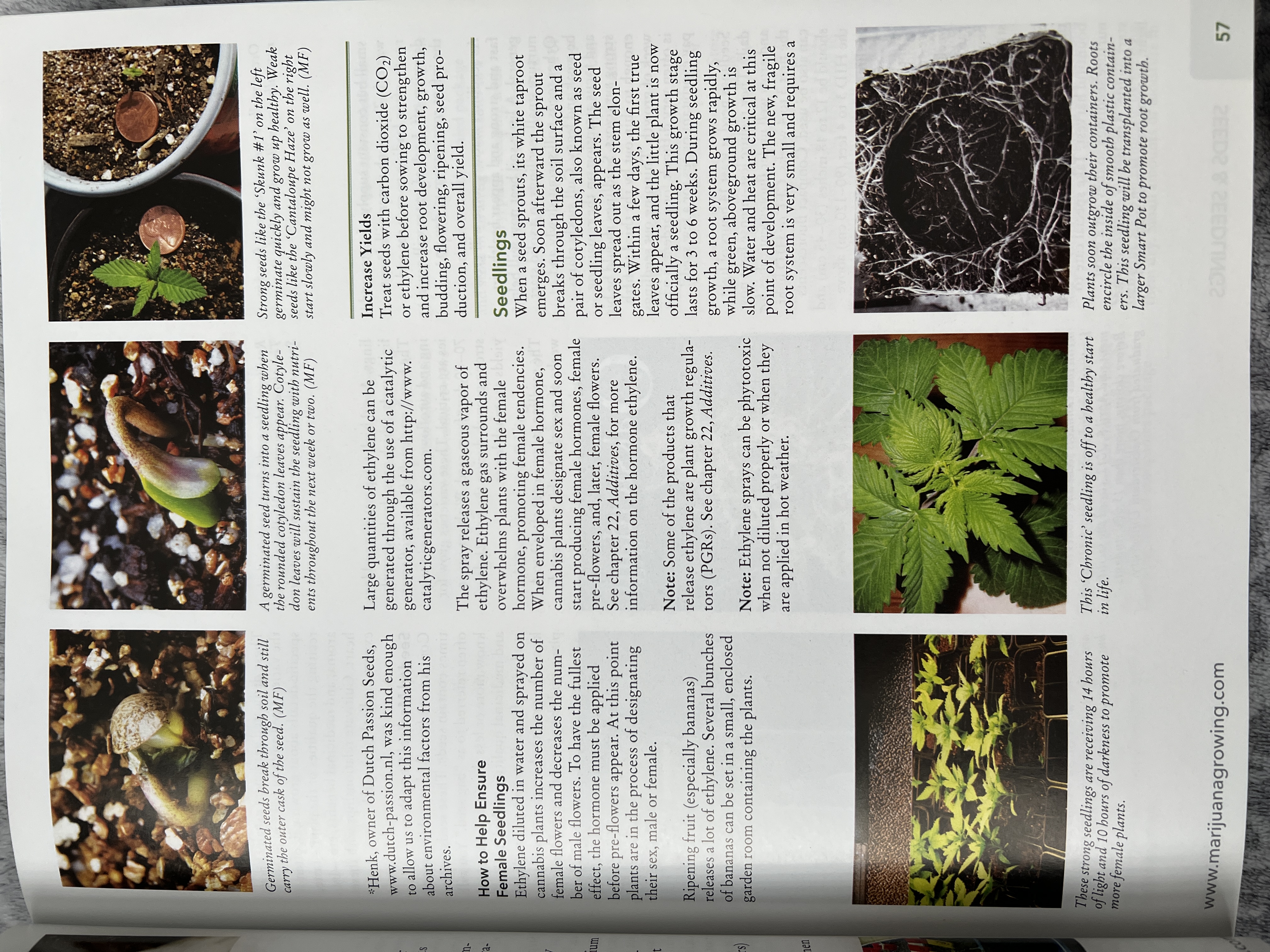 The Cannabis Encyclopaedia by J.C