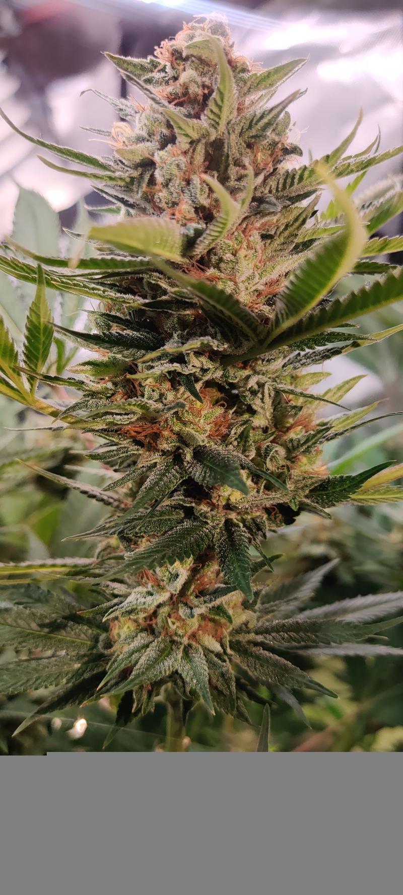 Shining silver haze Organic grow