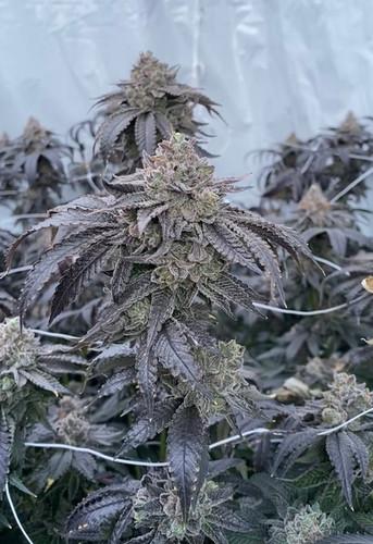 Custom Order x11 Clones