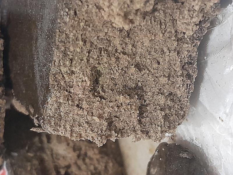 Caviat Kings static lemon haze hash